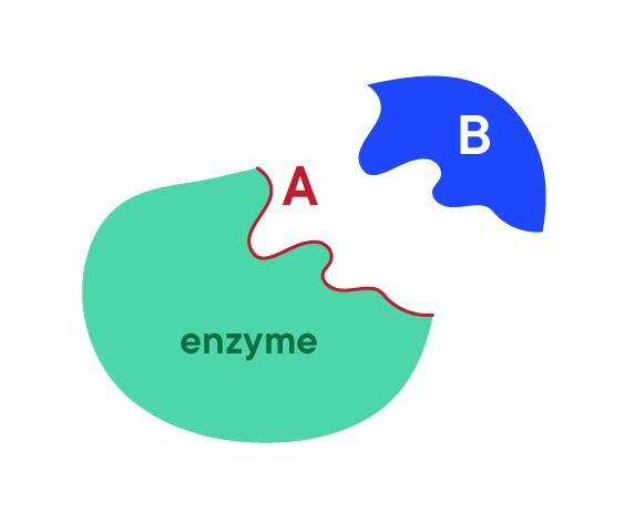 Example Biology question - Easy difficulty - diagram